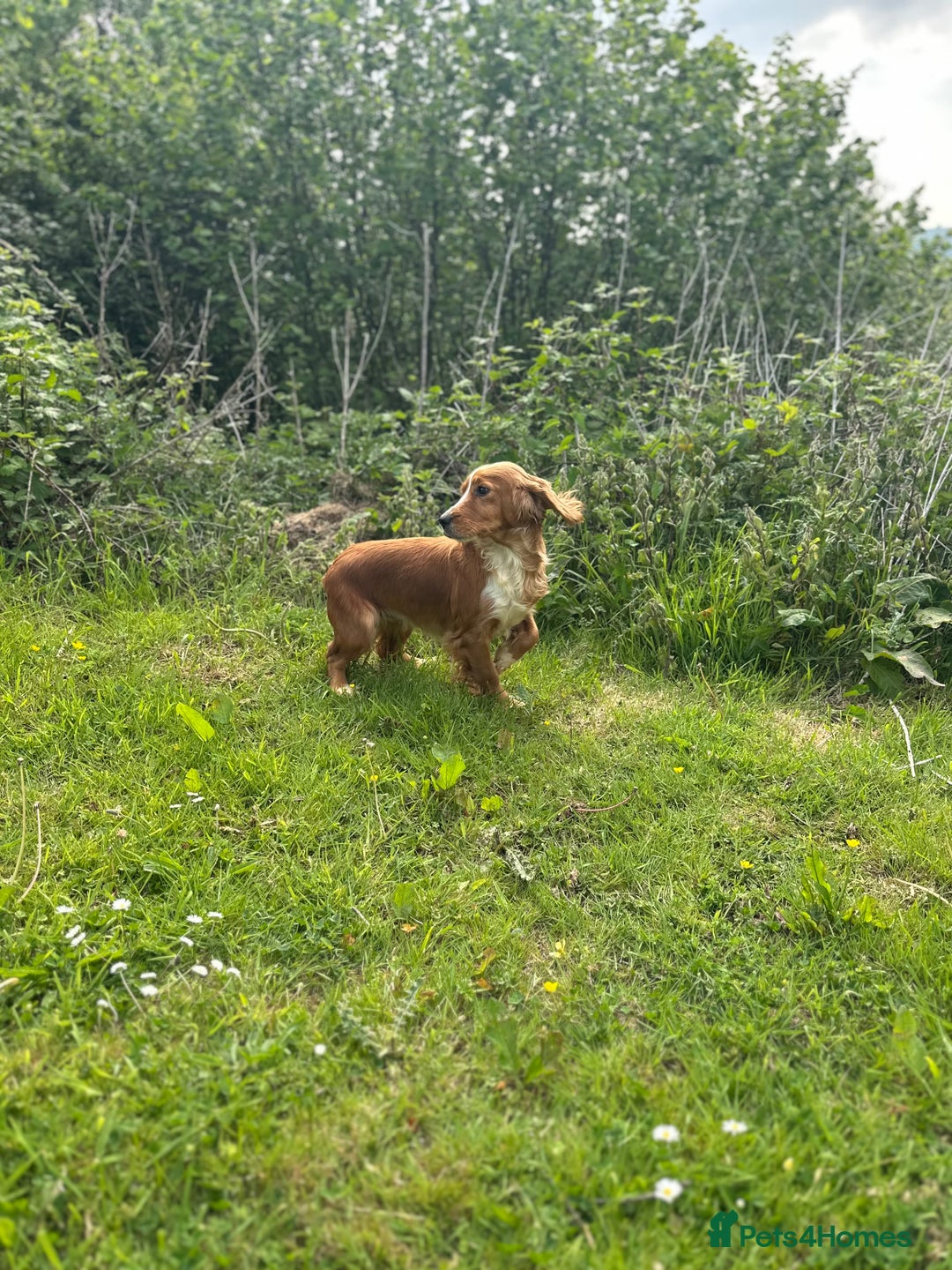 Cocker Spaniel dogs for sale: Working cocker spaniel - Image 29