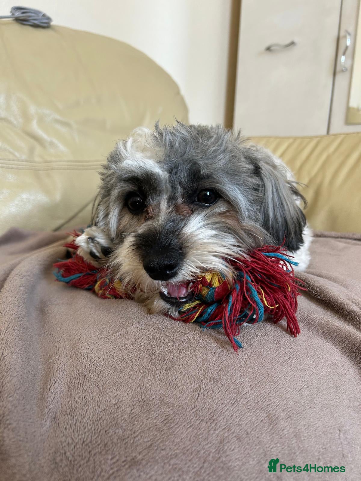 Bichon Frise dogs Charming Havachon for stud in Bury - Advert 1