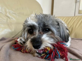 Bichon Frise dogs in Bury - Advert 1