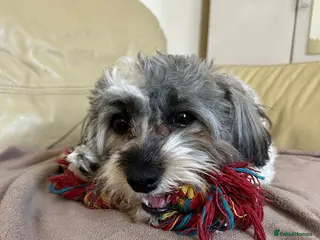 Bichon Frise dogs Charming Havachon for stud in Bury - Advert 3