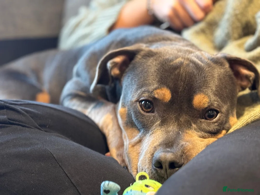 Staffordshire Bull Terrier dogs for stud: Cracking Staffordshire bull terriers for stud 🐾 - Advert 2