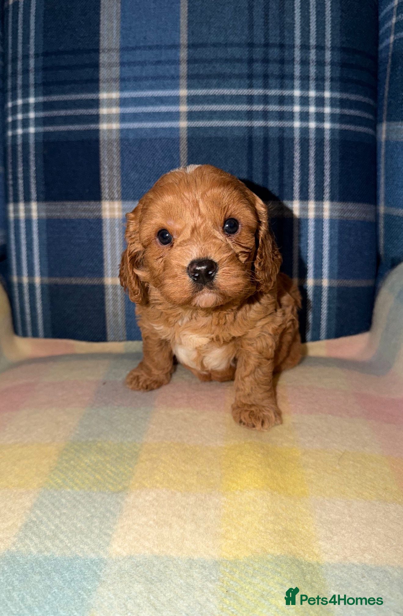 Cavapoo dogs 🩷💙Outstanding Red Cavapoo Puppies💙🩷 - Advert 1