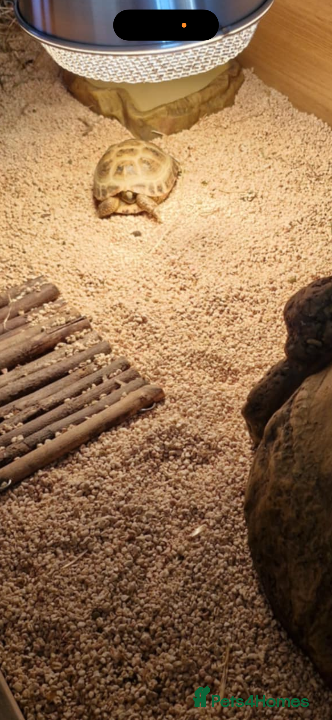 Tortoise reptiles for sale: 2 female tortoises with new enclosure  - Advert 3