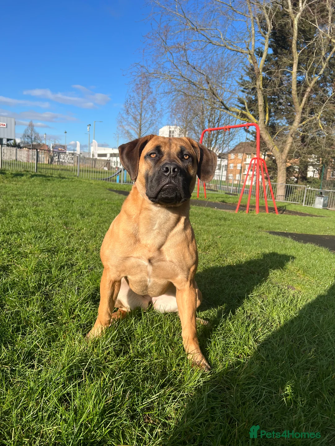 Boerboel dogs for sale: Stunning Boerboel Girl - Advert 10