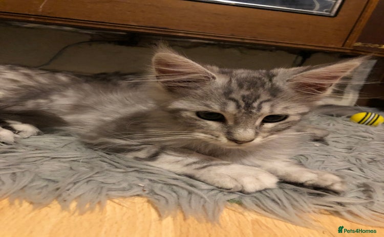 Maine Coon cats Maine coon kitten Female - Advert 1