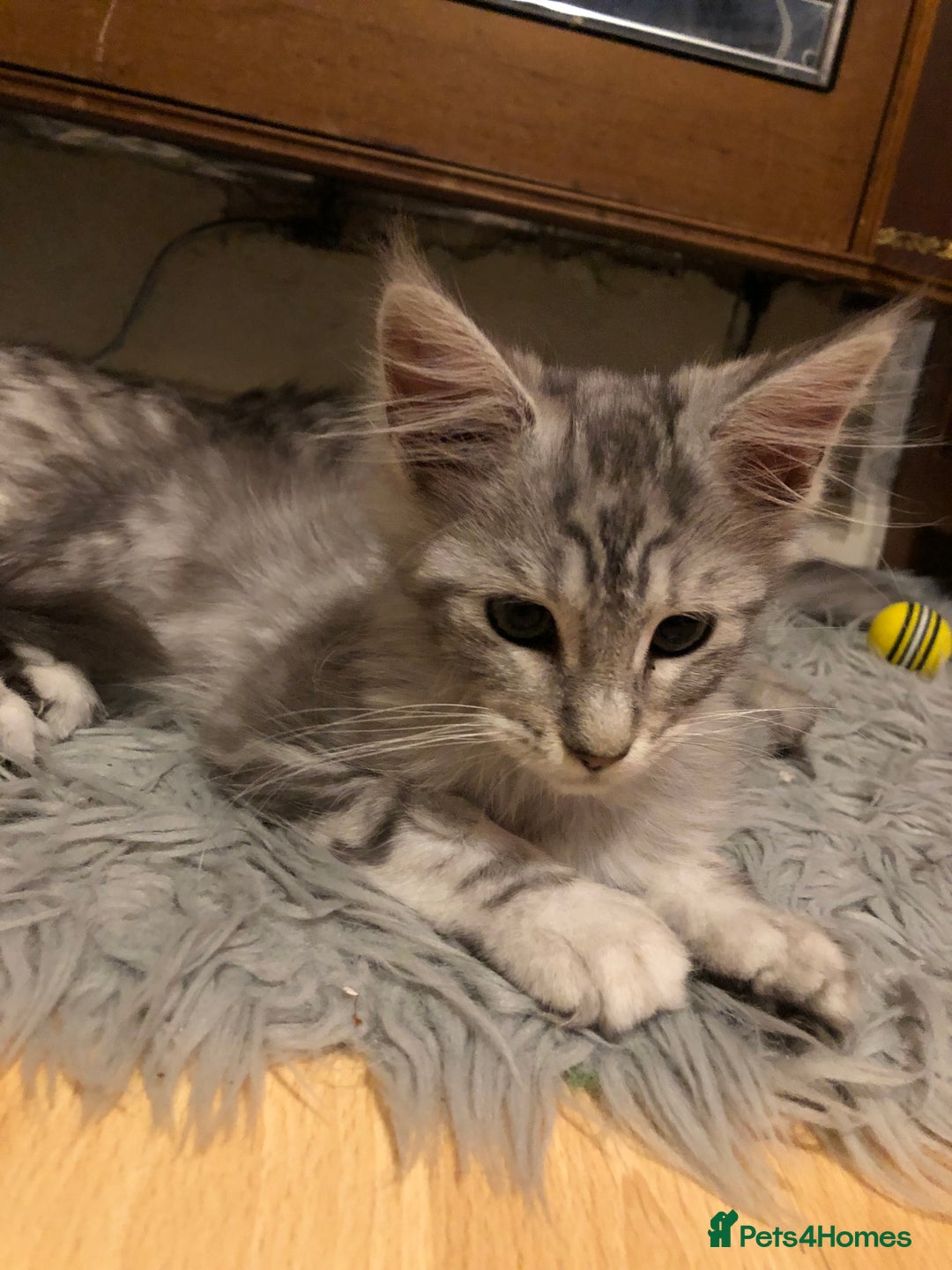 Maine Coon cats for sale: Maine coon kitten Female - Advert 1