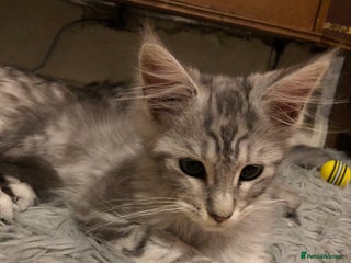 Maine Coon cats Maine coon kitten Female - Advert 1