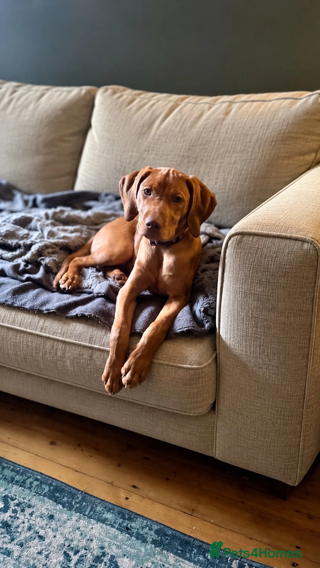 Hungarian Vizsla dogs for sale: Stunning Vizsla Female Puppy in Warrington - Advert 1