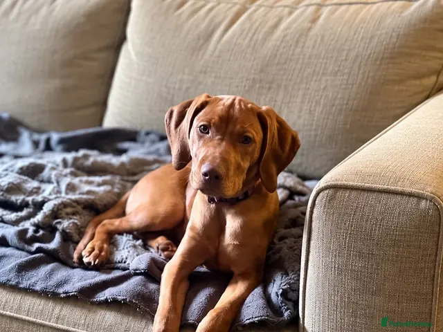 Hungarian Vizsla dogs for sale: Stunning Vizsla Female Puppy - Advert 1