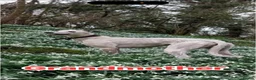 Lurcher dogs for sale: Collie Saluki Greyhound pups - Advert 5