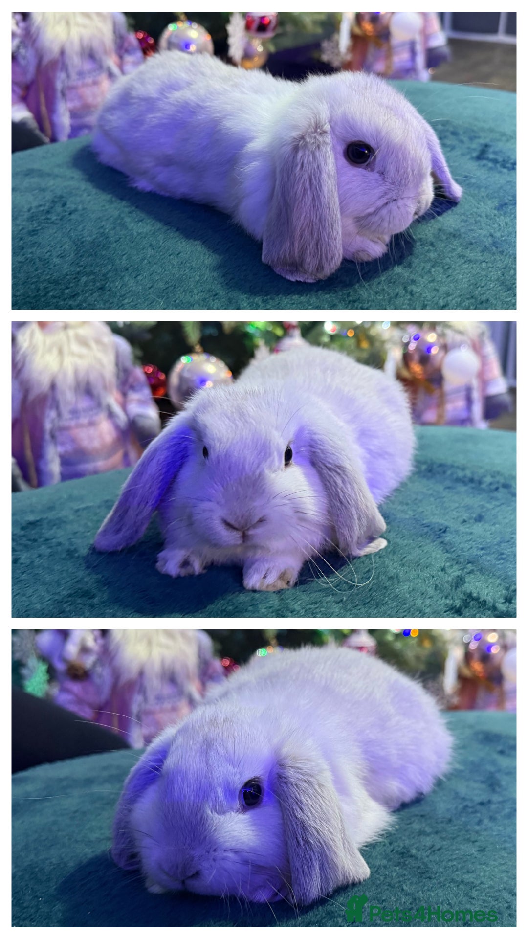 Mini Lop rabbits for sale: 🩷Beautiful Mini Lops🩷 - Advert 3