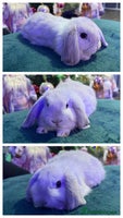 Mini Lop rabbits 🩷Beautiful Mini Lops🩷 - Advert 6