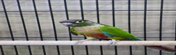 Conures birds for sale: Young Talking Parrots Available 4 to 5 Months Old - Advert 5