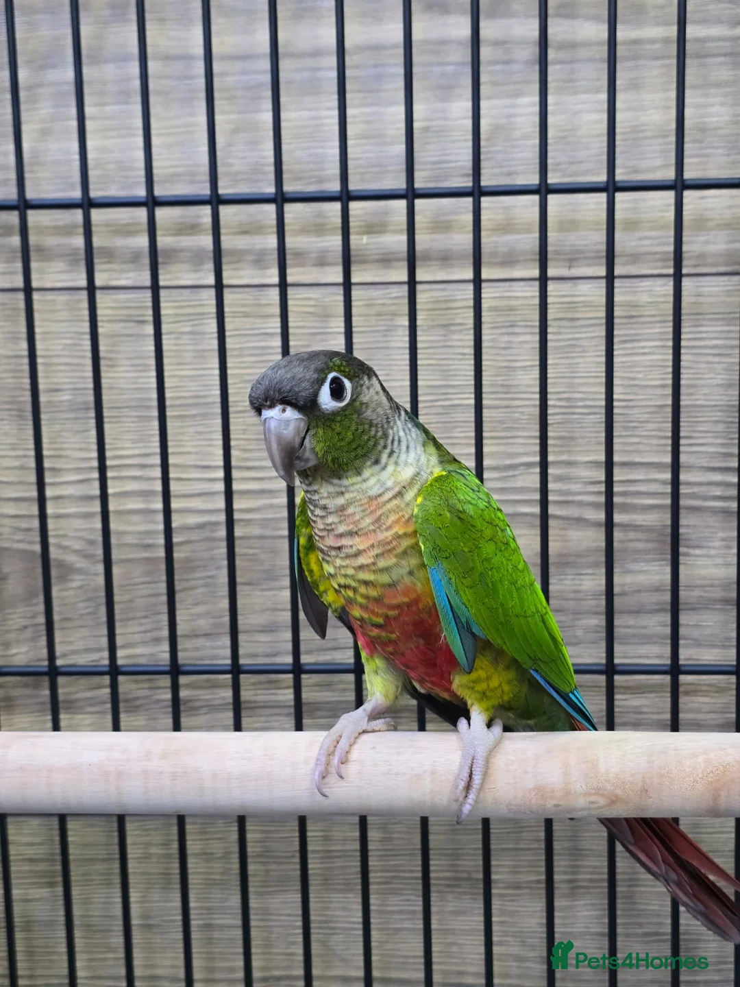 Conures birds for sale: Young Talking Parrots Available 4 to 5 Months Old - Advert 5