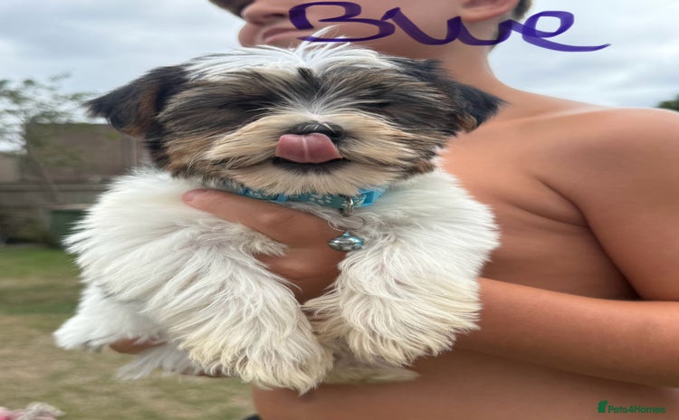 Biewer Terrier dogs - Advert 1