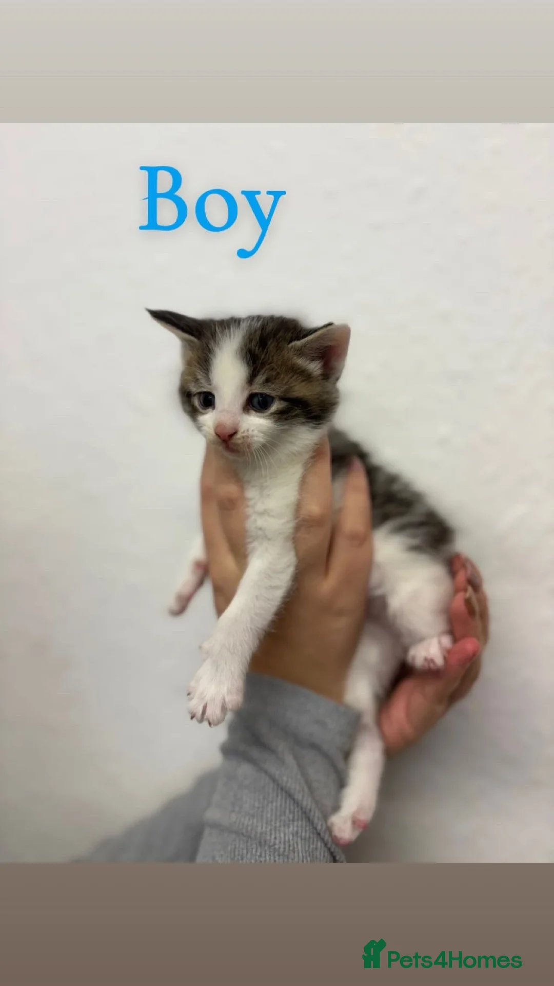 Maine Coon cats for sale: Mane coon cross  - Advert 2