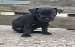 Mixed Breed dogs for sale: Patterdale x Lakeland terrier pups - Image 4