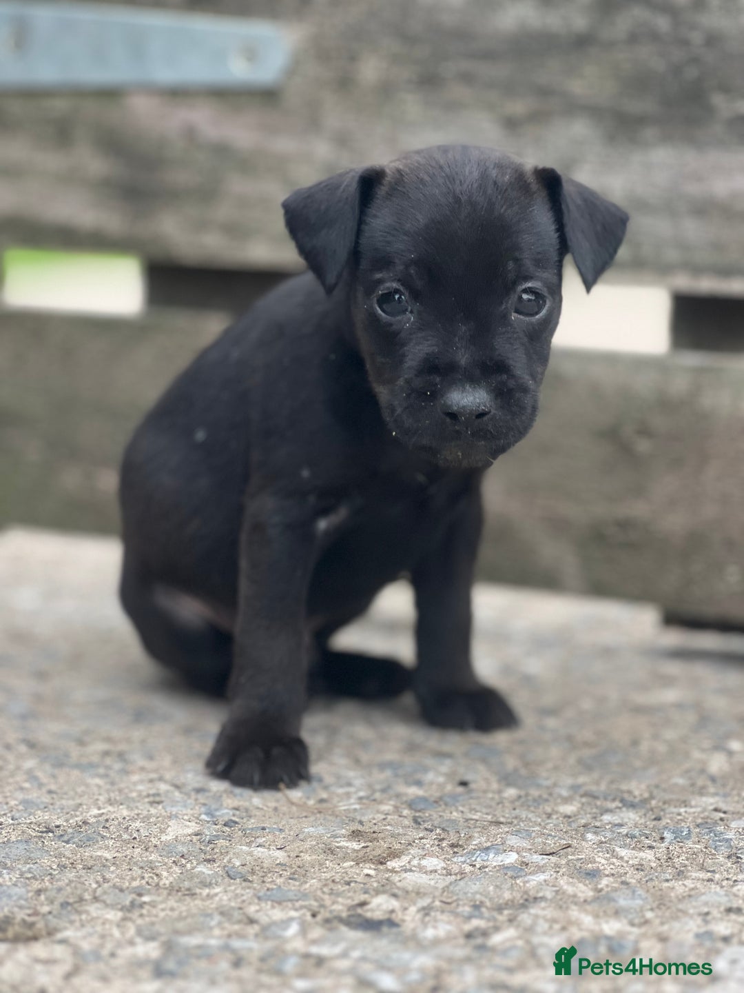 Mixed Breed dogs for sale: Patterdale x Lakeland terrier pups - Image 4