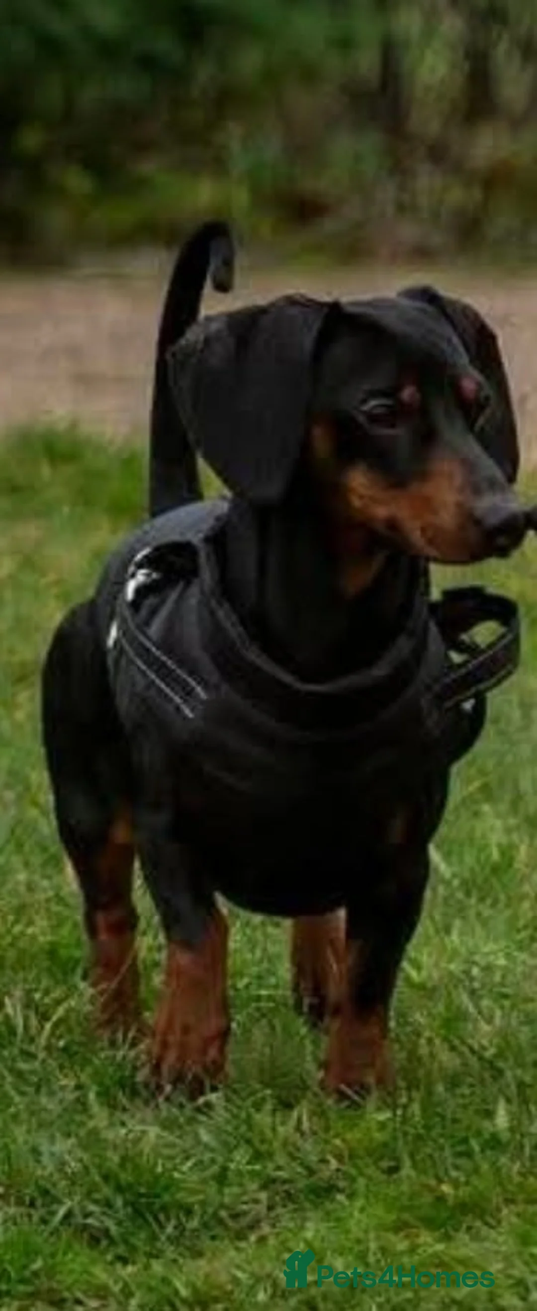 Miniature Dachshund dogs for stud: Miniature dachshund  - Advert 2