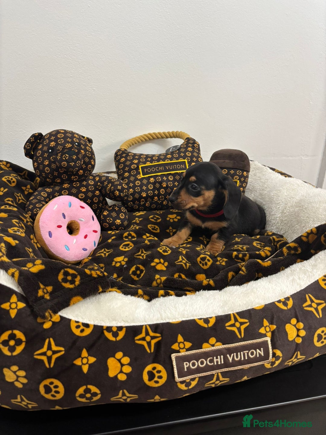 Miniature Dachshund dogs for sale: beautiful miniature dachshund puppies available  - Advert 14