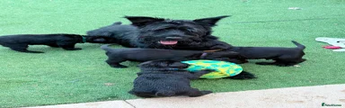 Giant Schnauzer 1