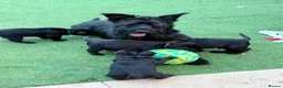 Giant Schnauzer dogs for sale: TRUE QUALITY GIANT SCHNAUZER PUPPIES - Advert 16