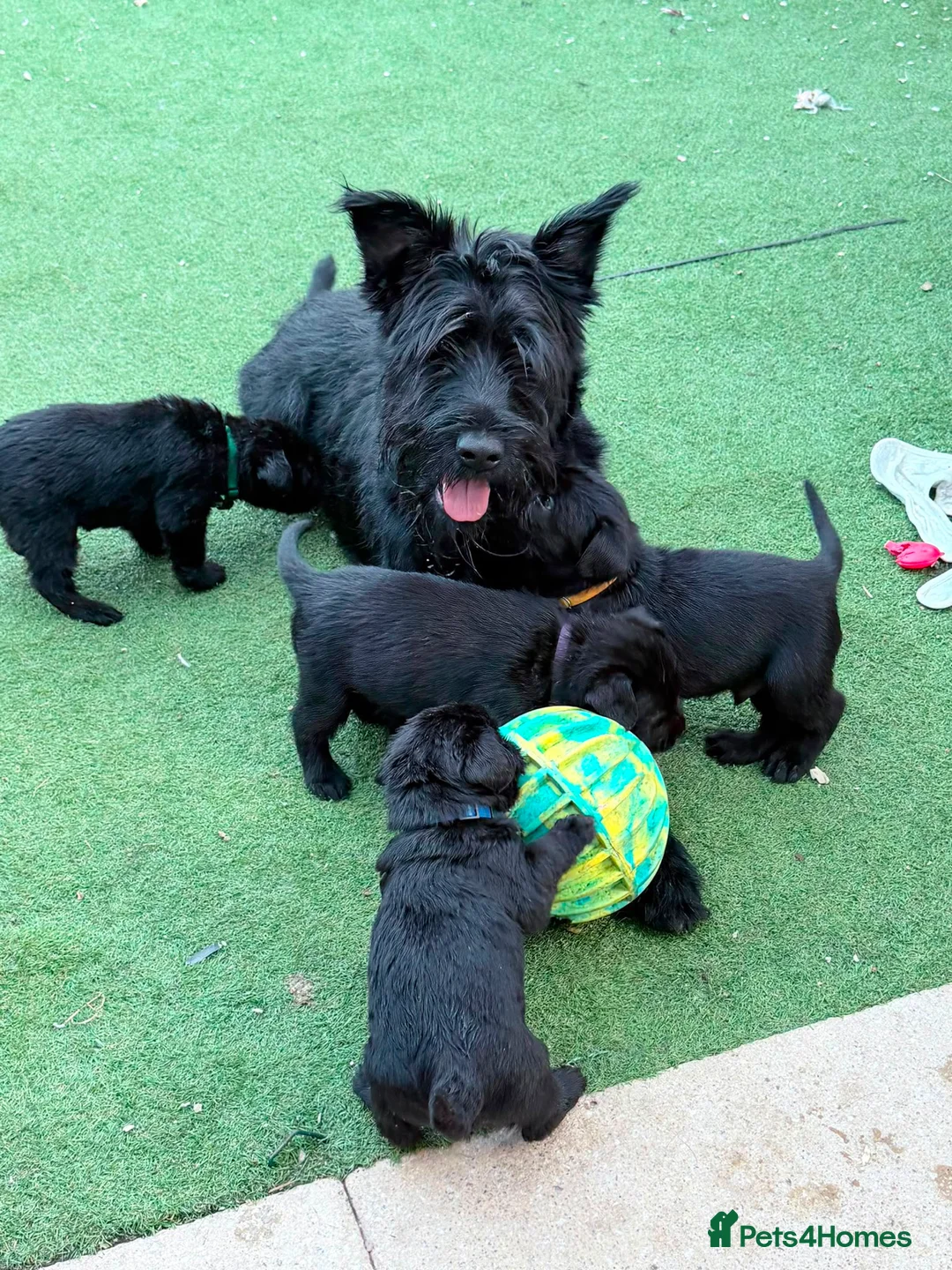 Giant Schnauzer dogs for sale: TRUE QUALITY GIANT SCHNAUZER PUPPIES - Advert 16