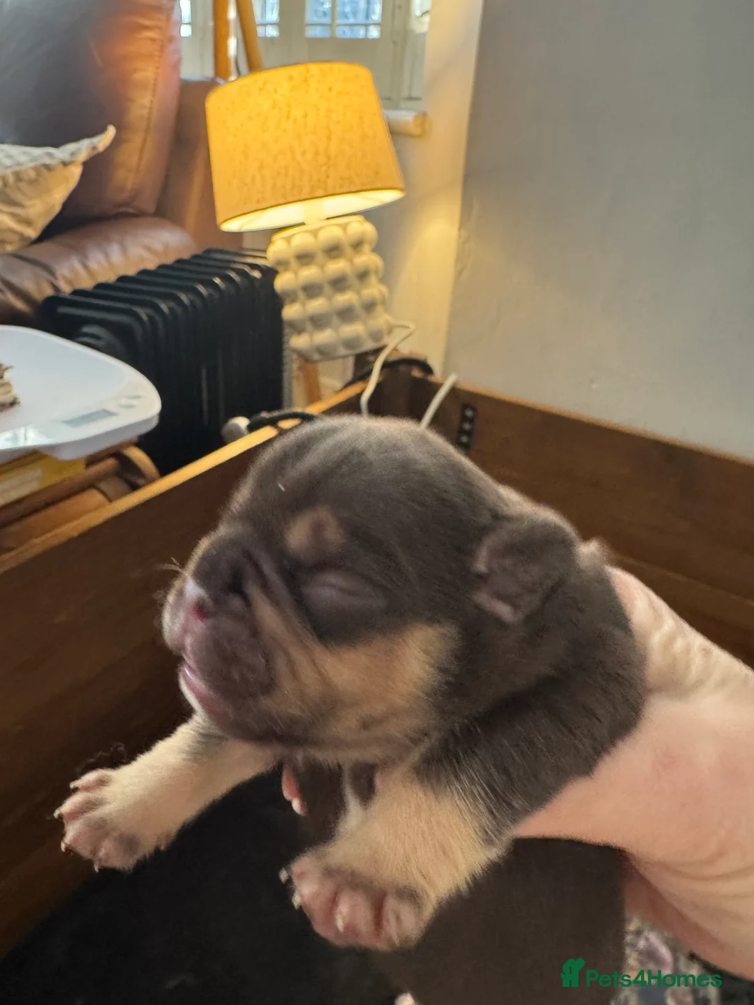 French Bulldog dogs for sale: French Bulldog puppies  - Advert 8