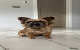 French Bulldog dogs for sale: Fluffy French Bulldog Puppies FOR SALE -  - Image 19