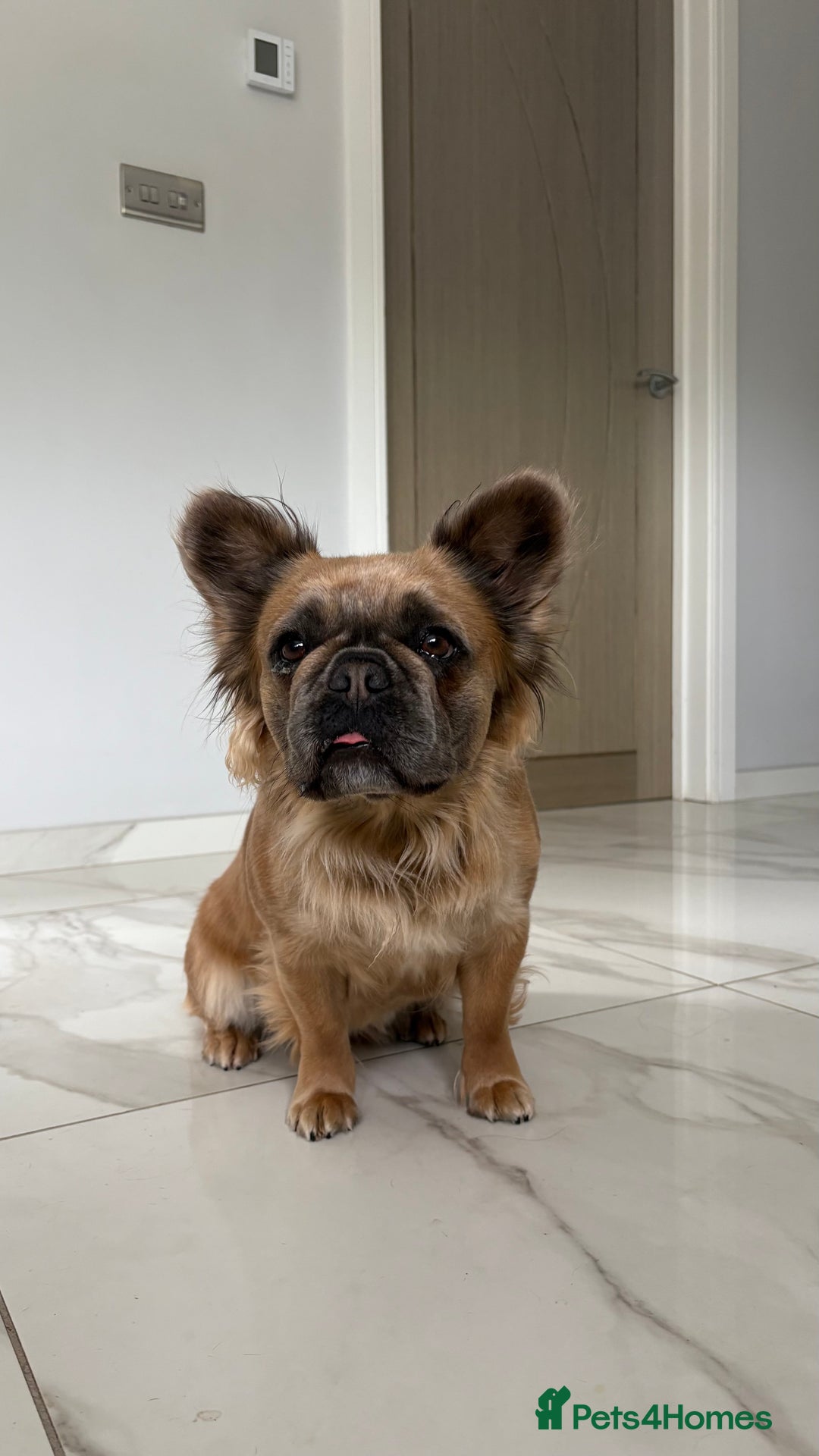 French Bulldog dogs for sale: Fluffy French Bulldog Puppies FOR SALE -  - Image 19