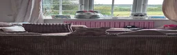American Bully dogs for stud: STUNNING KC REG POCKET AMERICAN BULL DOG 🐶  - Advert 3