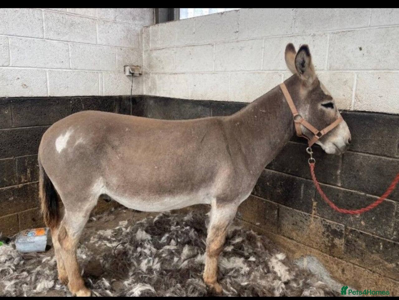 Donkey livestock Donkey Gelding in Wisbech - Advert 7