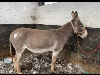 Donkey livestock Donkey Gelding in Wisbech - Advert 7