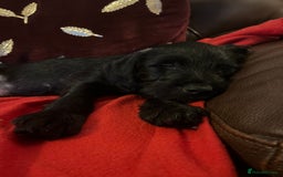 Jackapoo dogs for sale: ✨ Gorgeous Jackapoo puppies ready to leave now ✨ - Advert 17