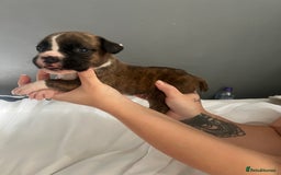 Boxer dogs for sale: BOXER PUPPIES FOR SALE!! - Image 3