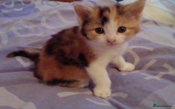 Mixed Breed cats for sale: Mixed breed kittens, Leominster - Image 7