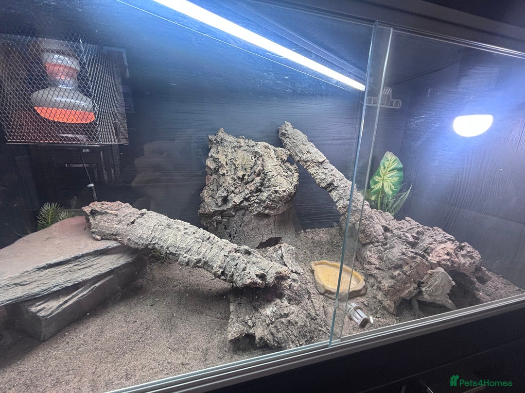 Bearded Dragon reptiles for sale: Bearded dragon with full set up  - Image 4