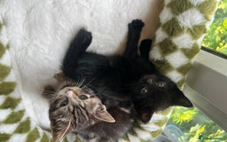 British Shorthair cats for sale: 2 Kittens Left - Image 3