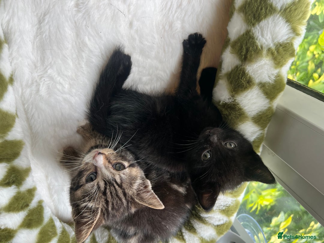 British Shorthair cats for sale: 2 Kittens Left - Image 3