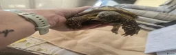Tortoise reptiles for sale: Albert the horsefield - Advert 9