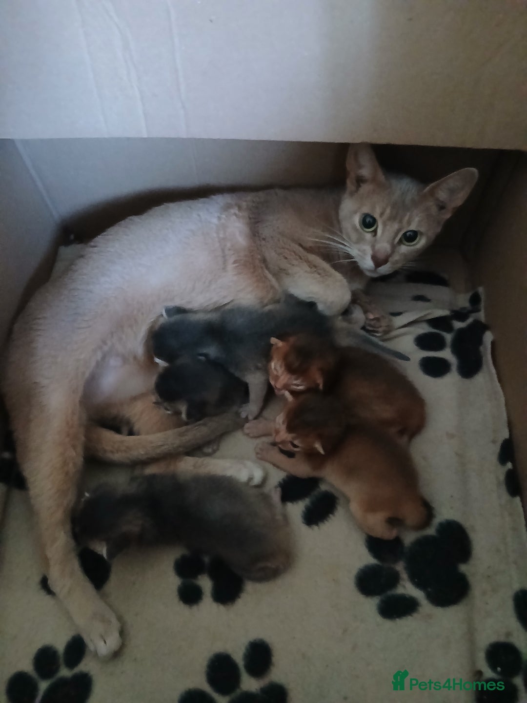 Abyssinian cats for sale: Super Aby kittens - Advert 5