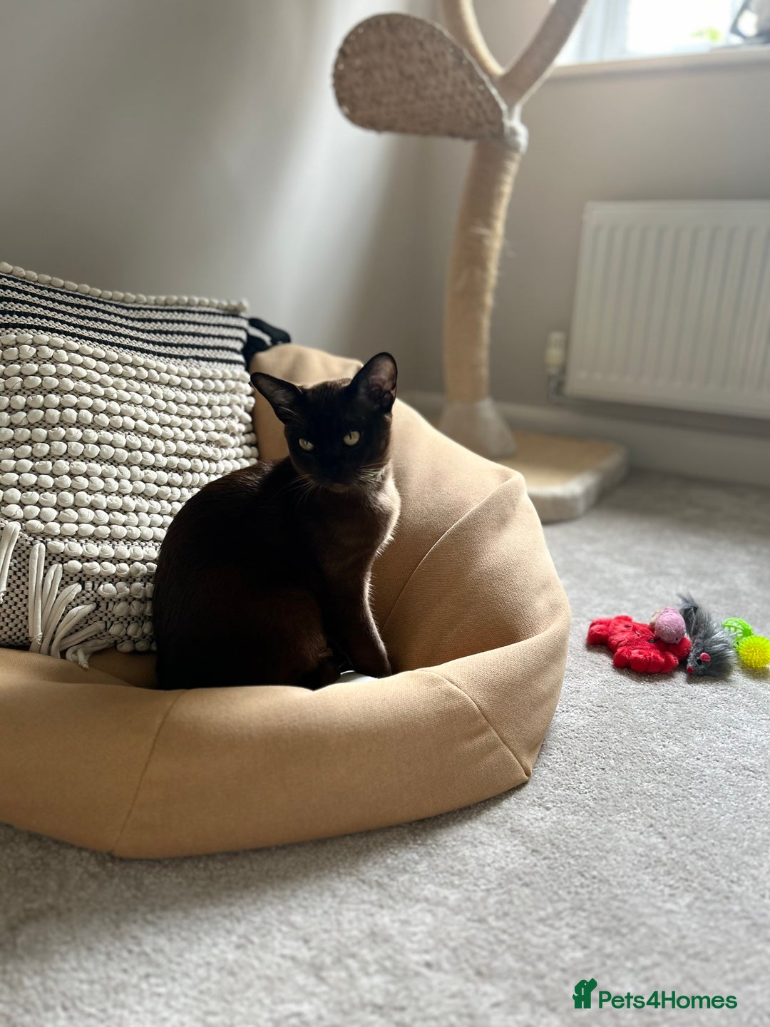 Burmese cats for sale: Beautiful Burmese boy - Advert 3