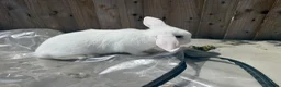 Mini Lion Lop rabbits for sale: Female Baby mini lion lop - Advert 6
