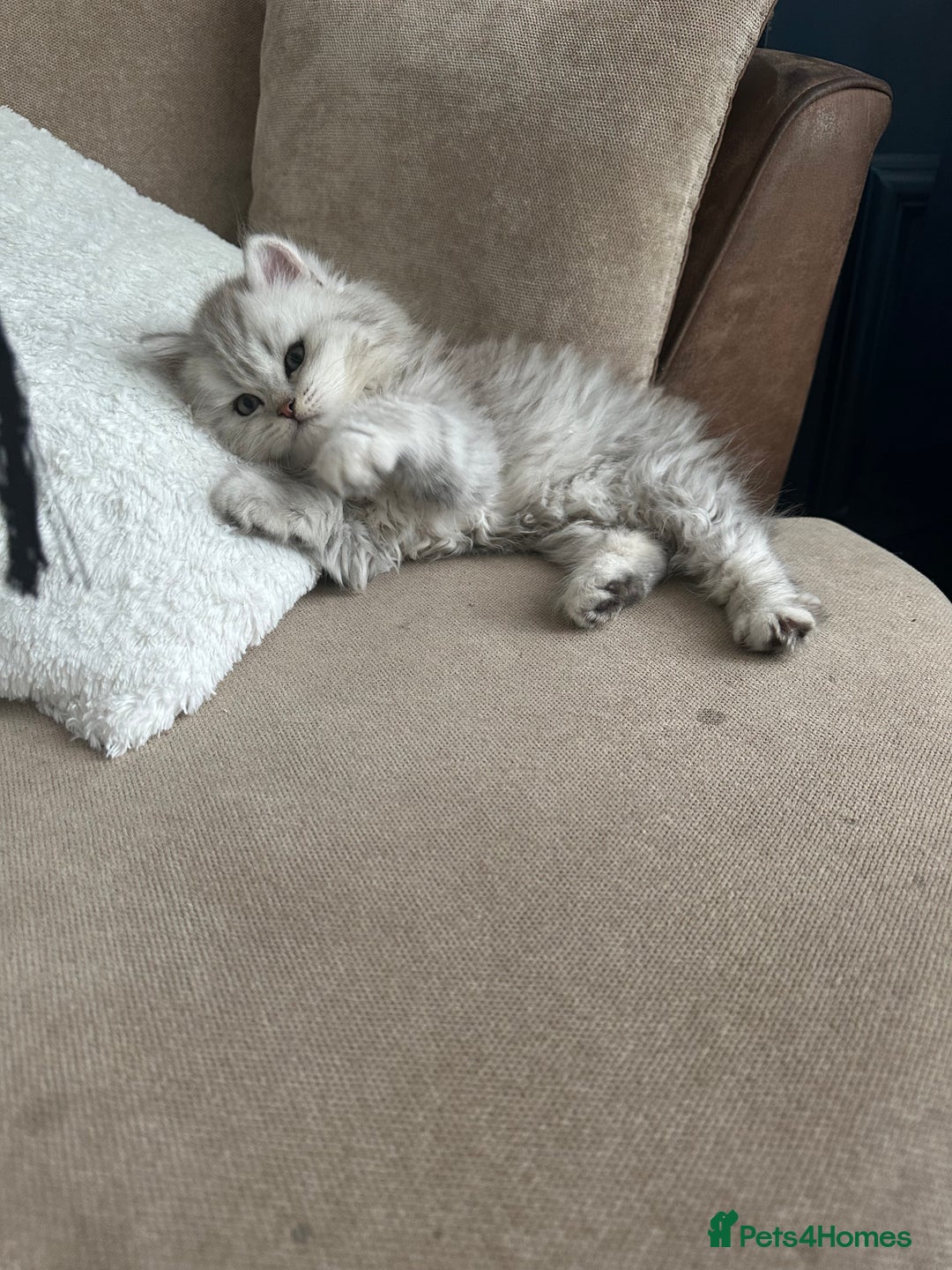 British Longhair cats for sale: Stunning fluffy Maine coon x british longhair  - Image 39