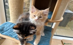 Maine Coon cats for sale: Pedigree Maine Coon kittens  - Image 18