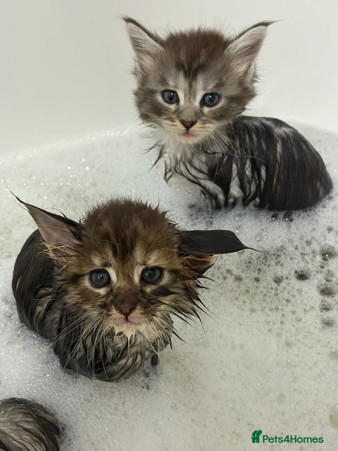 Maine Coon cats for sale: TICA registered Maine coon kittens - Advert 4