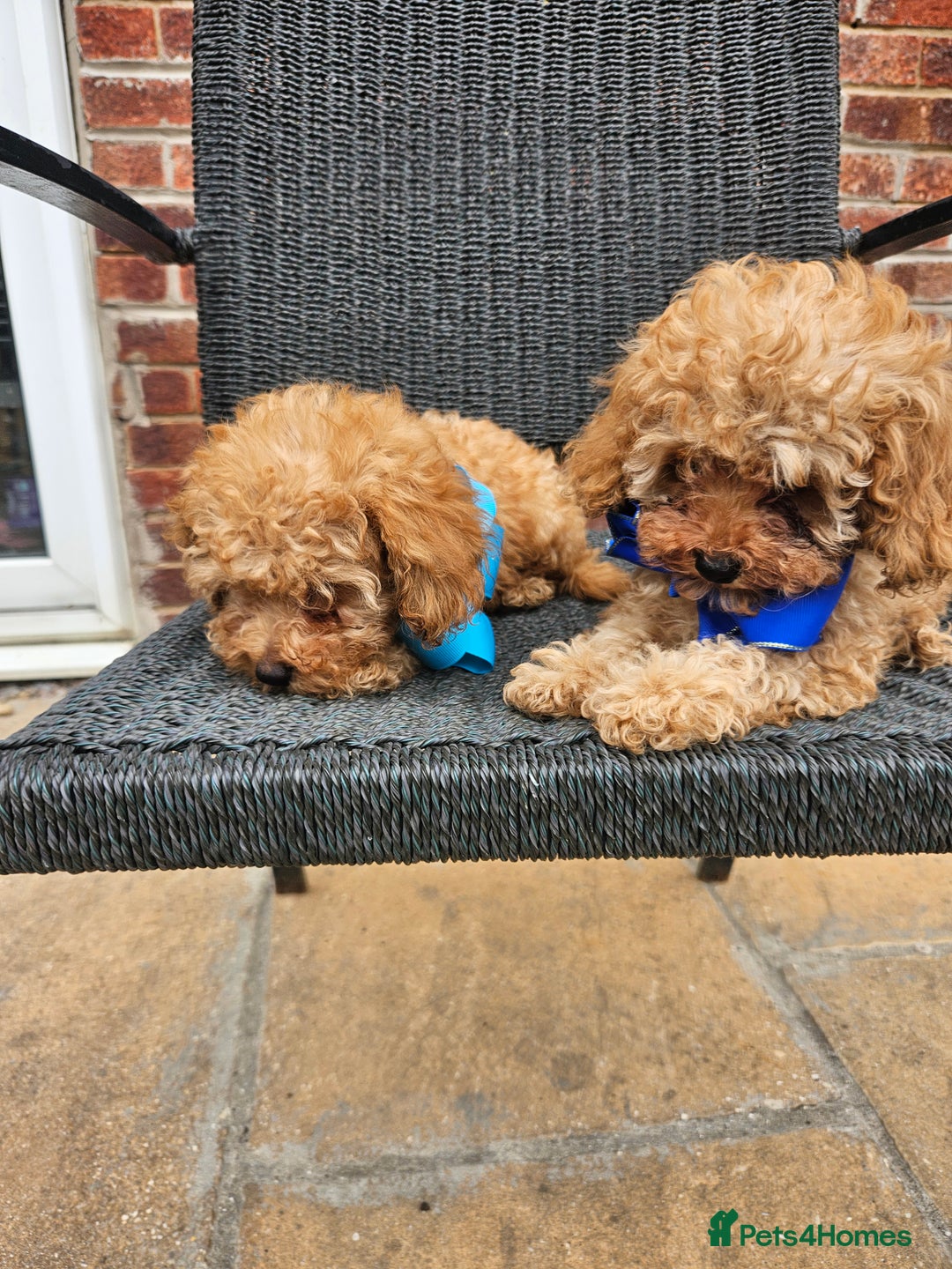 Cavapoo dogs for sale: F1b red cavapoo  - Image 4