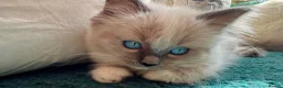Ragdoll cats for sale: Gorgeous pedigree Ragdoll Kittens  - Advert 7