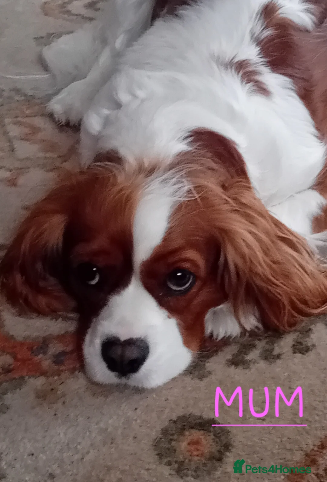 Cavalier King Charles Spaniel dogs for sale: 4 beautiful cavalier king charles spaniel puppies  in Reading - Advert 8