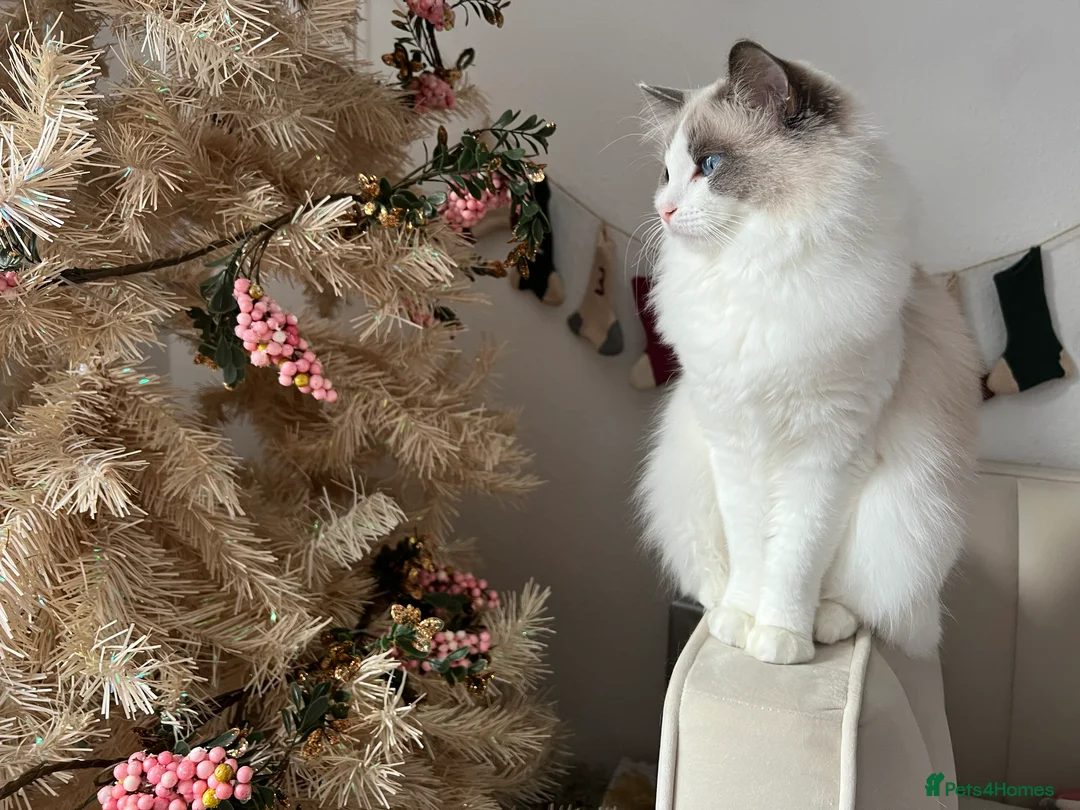 Ragdoll cats for sale: Last Blue Bicolour Ragdoll female available  - Advert 10